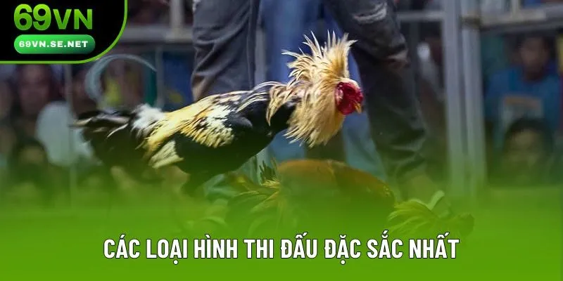 Các loại hình thi đấu đặc sắc nhất