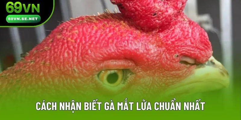 Cách nhận biết gà mắt lửa chuẩn nhất