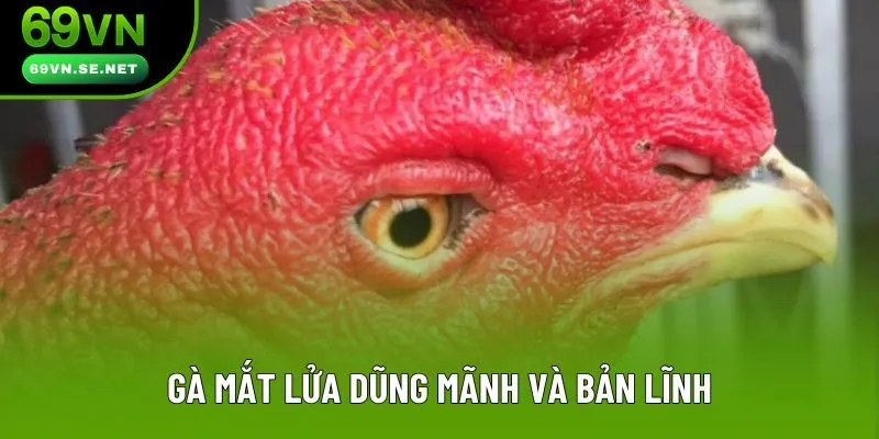 Gà mắt lửa dũng mãnh và bản lĩnh
