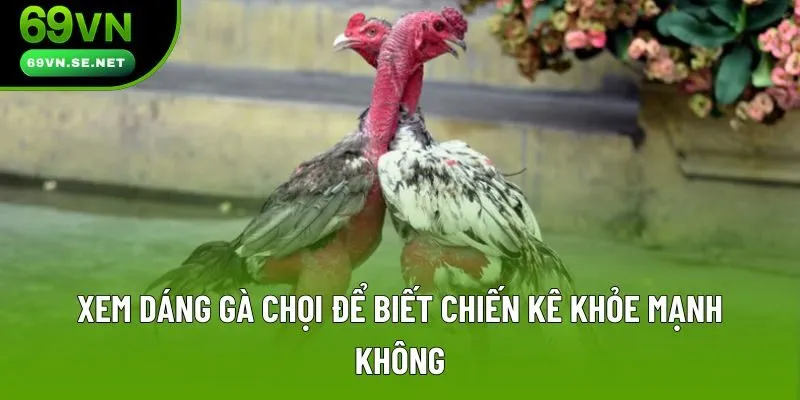 Xem dáng gà chọi để biết chiến kê khỏe mạnh không